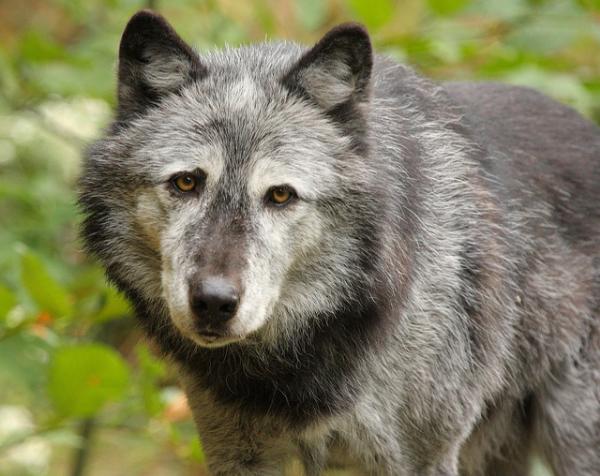 Photo of Canis lupus by Brian Klinkenberg